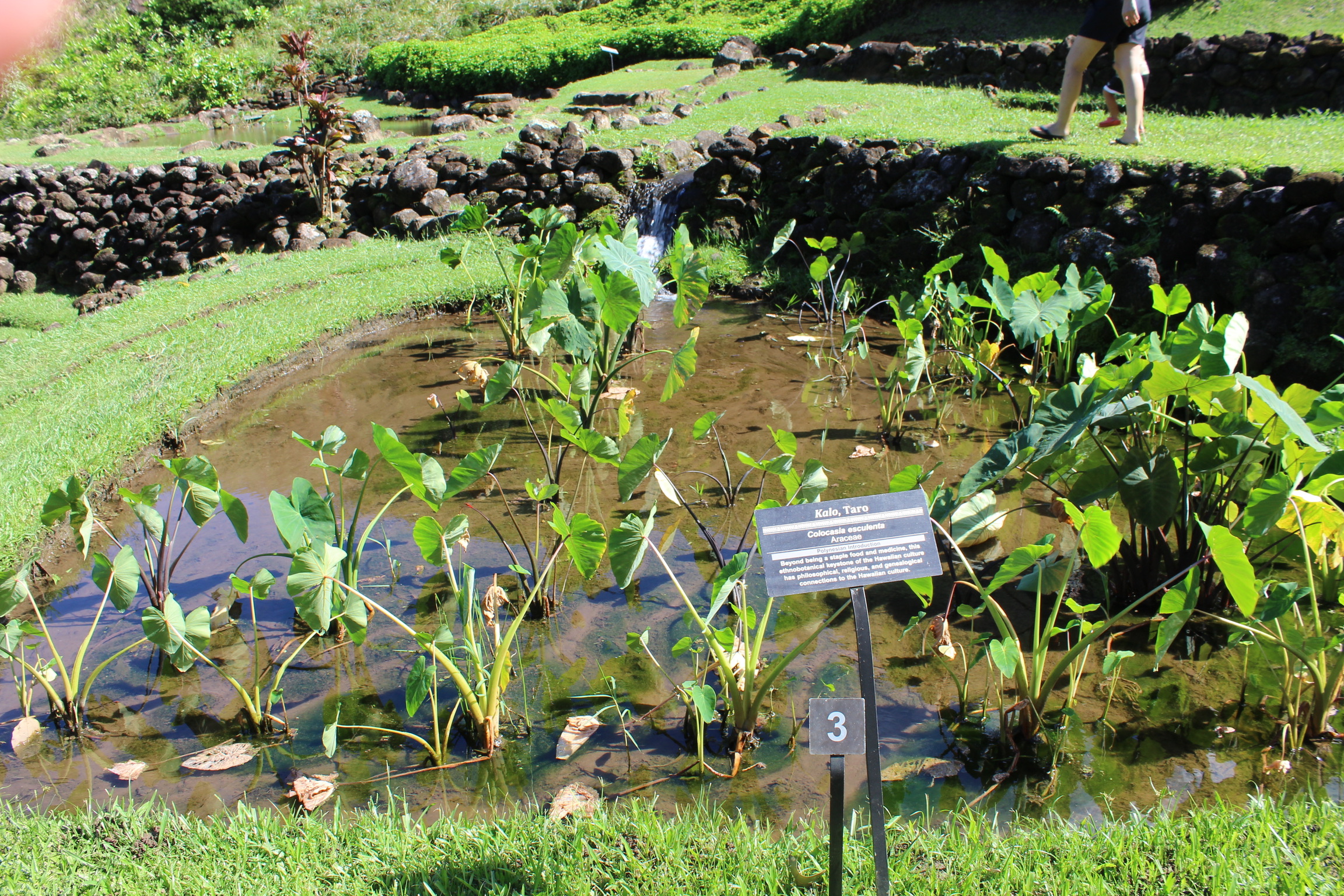 Limahuli Garden’s taro fields set against lush mountain scenery.